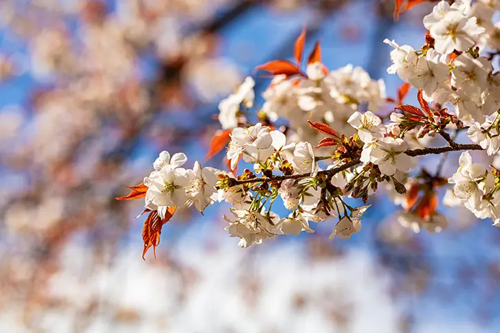Free Cherry blossoms Photo Material
