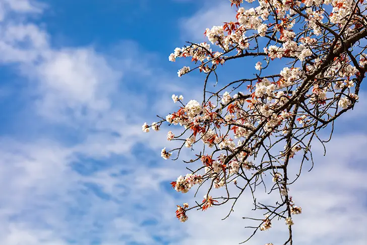 Free Cherry blossoms and blue sky Photo Material