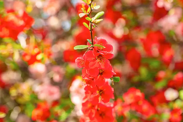 Free Bokeh flower Photo Material