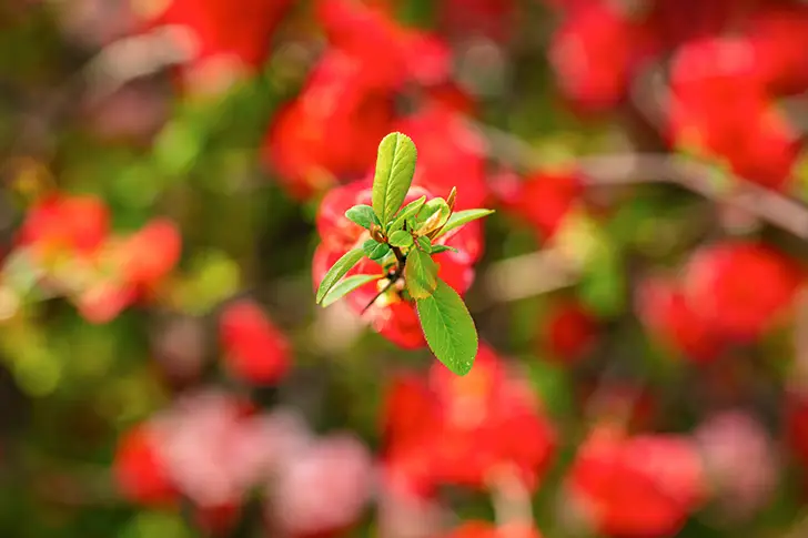 Free Bokeh flower Photo Material