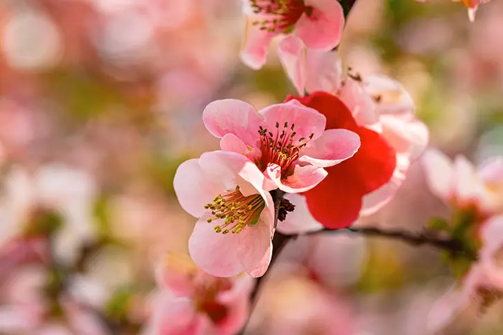 Free Bokeh flower Photo Material