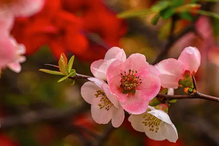 Free Bokeh flower Photo Material
