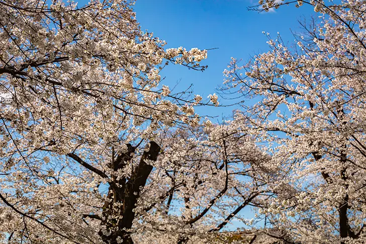 樱花天空免费照片素材