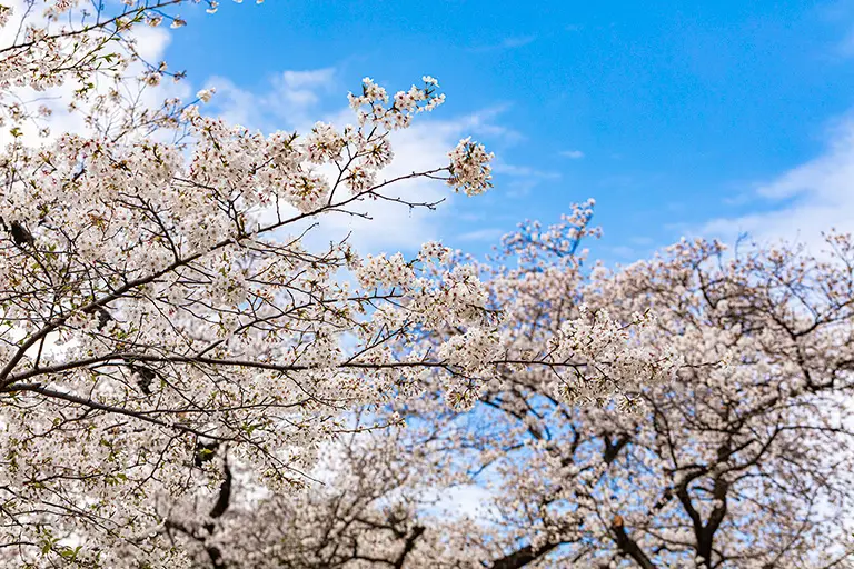 樱花天空免费照片素材