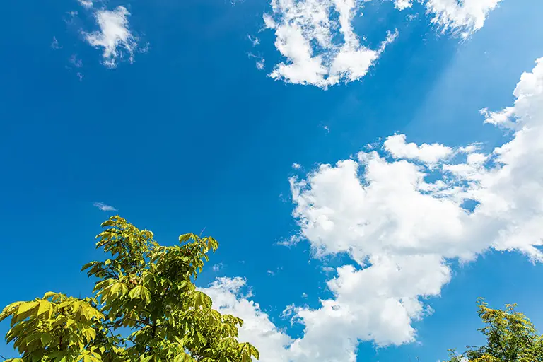 空と木のフリー写真素材