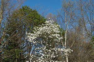 白い花の木のフリー写真素材