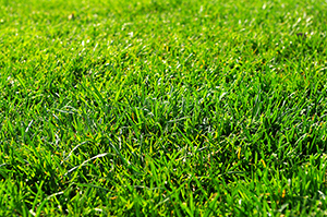 芝生のフリー写真素材