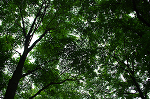 木のフリー写真素材