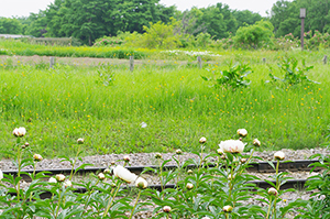花と線路のフリー写真素材
