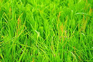草のフリー写真素材