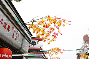 浅草寺と紅葉のフリー写真素材