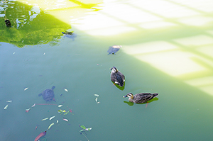 鴨と亀のフリー写真素材