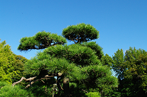 松の木のフリー写真素材