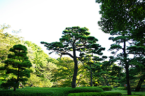 二の丸庭園（皇居）のフリー写真素材