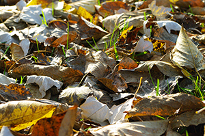 枯葉のフリー写真素材