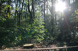 森と太陽のフリー写真素材
