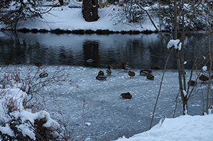 雪と鴨のフリー写真素材