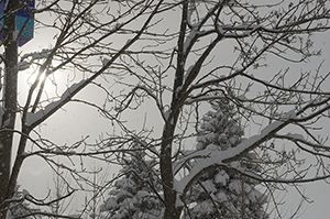 雪と木(逆光)のフリー写真素材