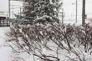 雪と木のフリー写真素材