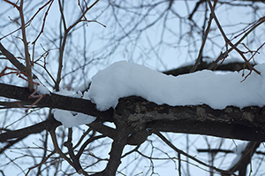 雪のフリー写真素材