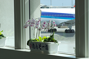 花と飛行機のフリー写真素材