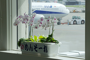 花と飛行機のフリー写真素材