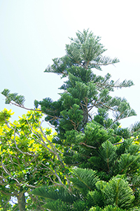 沖縄の自然と木のフリー写真素材