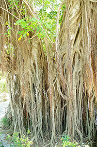 ガジュマルの木のフリー写真素材
