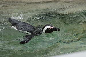 泳ぐペンギンのフリー写真素材
