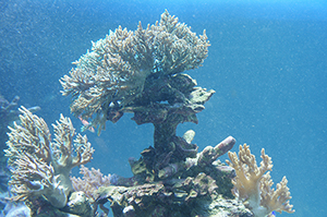 珊瑚のフリー写真素材