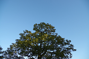 空と木のフリー写真素材