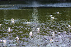 白い鳥の群れのフリー写真素材