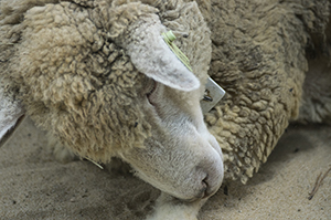 寝ているヒツジ（羊）のフリー写真素材