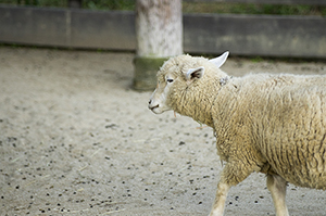 ヒツジ（羊）のフリー写真素材