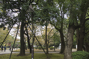 上野恩賜公園のフリー写真素材