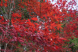 紅葉のフリー写真素材