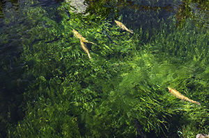 藻と泳ぐ魚のフリー写真素材