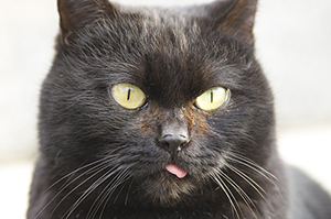 黒猫のフリー写真素材
