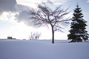 雪景色のフリー写真素材
