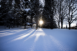 雪と木と太陽のフリー写真素材