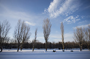 冬の木と空のフリー写真素材