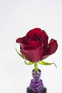 花瓶に入ったバラのフリー写真素材
