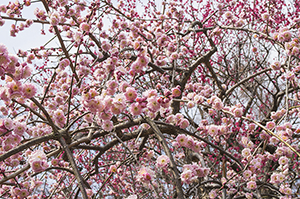桃の花のフリー写真素材