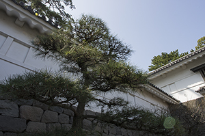 小田原城の塀のフリー写真素材