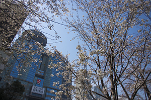 TBS付近の桜のフリー写真素材