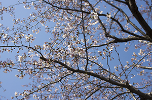 桜の木のフリー写真素材