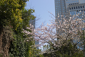 赤坂の自然のフリー写真素材