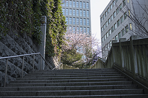 日枝神社の階段のフリー写真素材