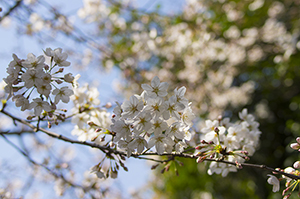 桜のフリー写真素材