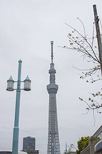東京スカイツリーのフリー写真素材